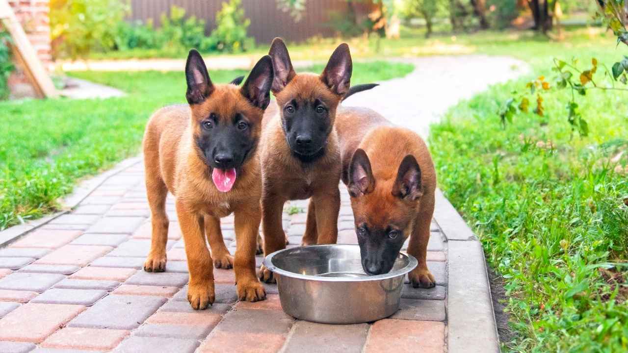 belgian puppy diet