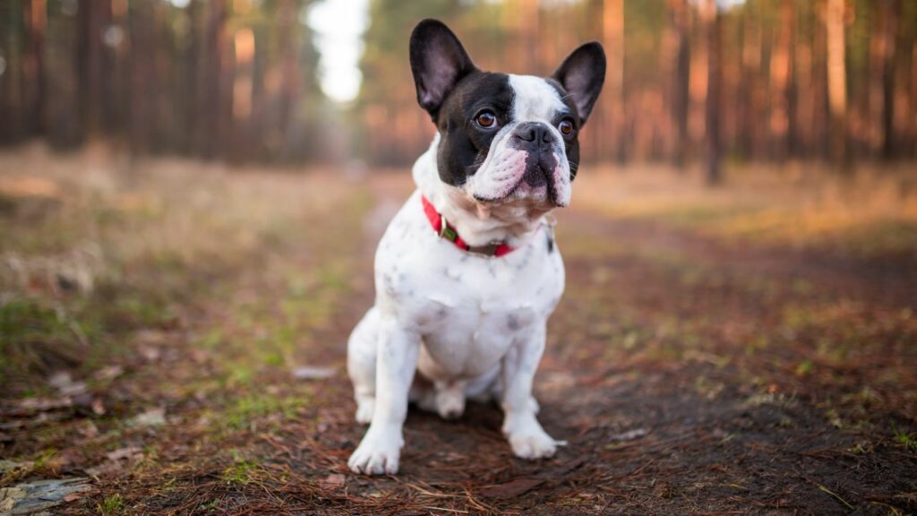 best breed of dog for seniors