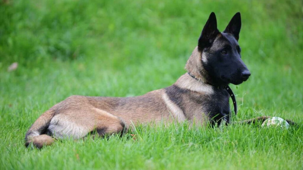 History-of-the-Belgian-Malinois