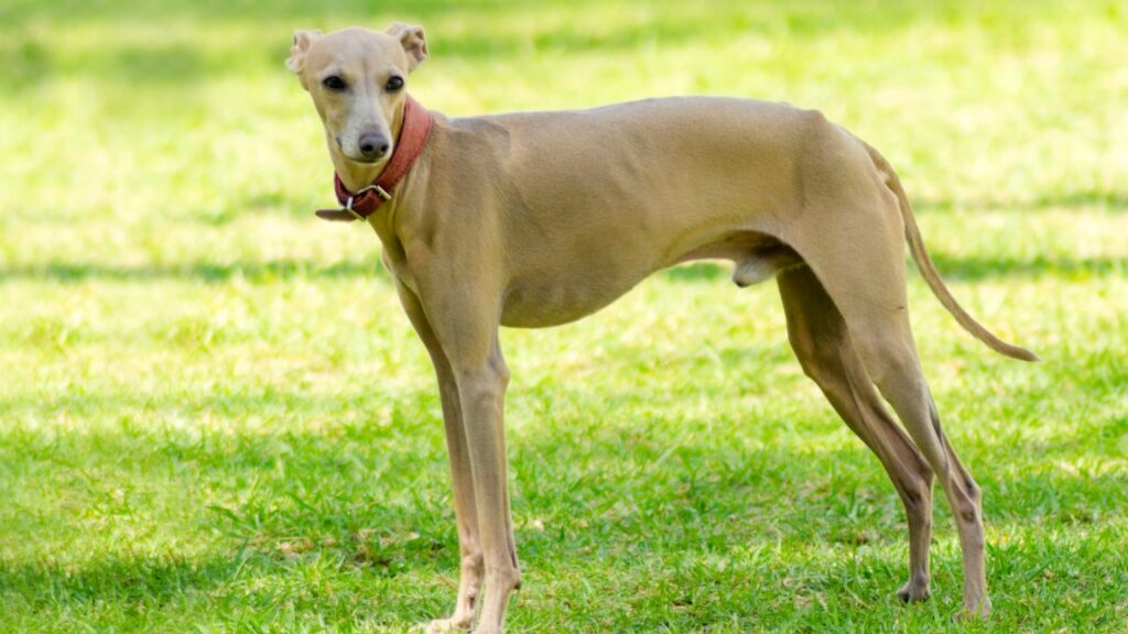 dogs that stay young forever