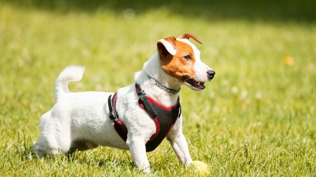crazy dog breed