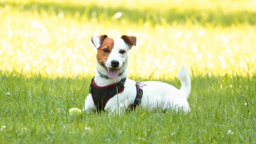 dogs that stay little forever