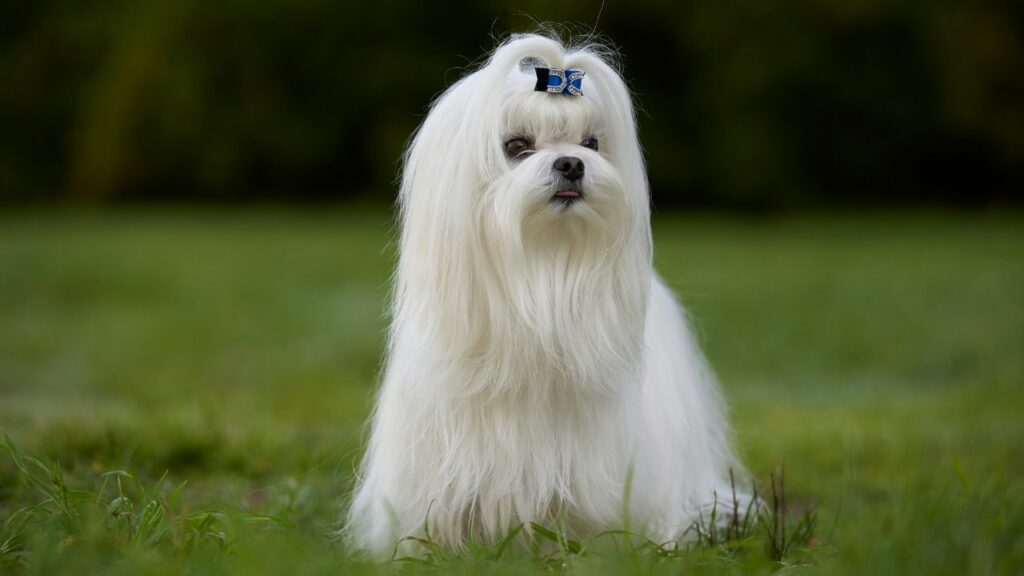 best dog breeds for seniors