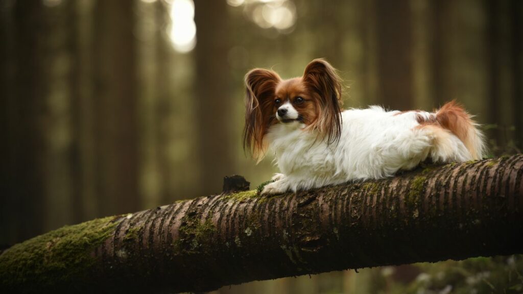 forever puppy breed