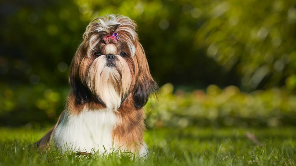 fluffy dogs that stay small forever
