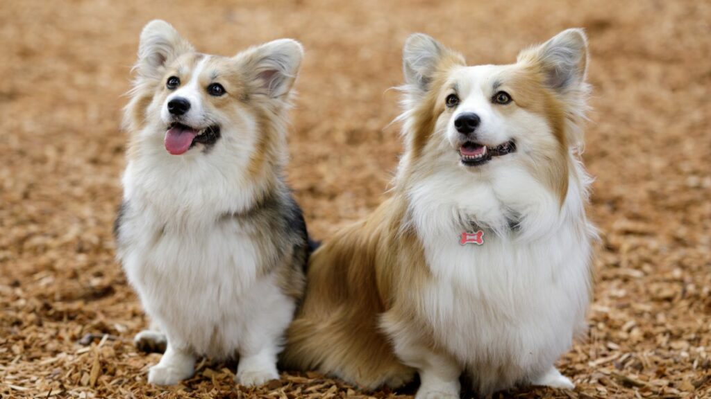 best small dogs for seniors
