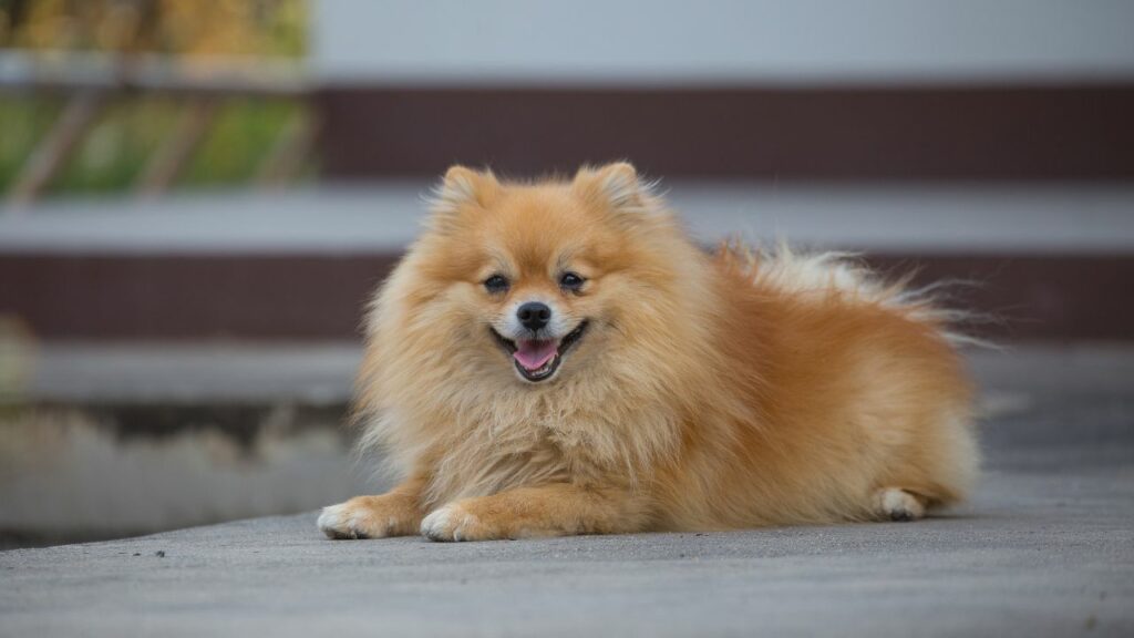 small dog breed