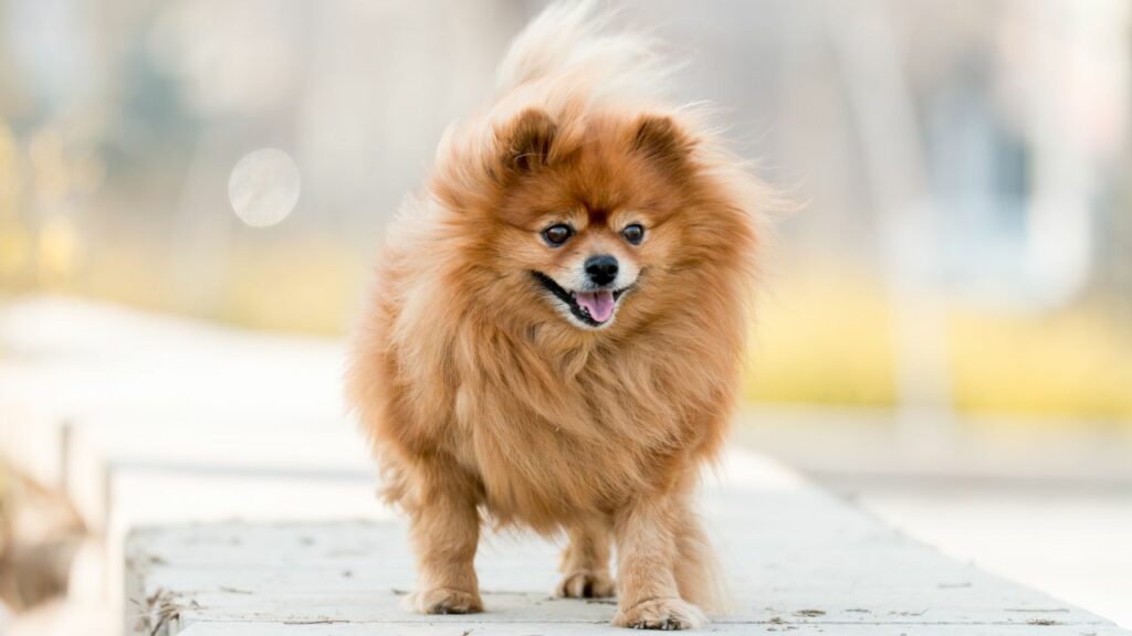 cotton ball pomeranian