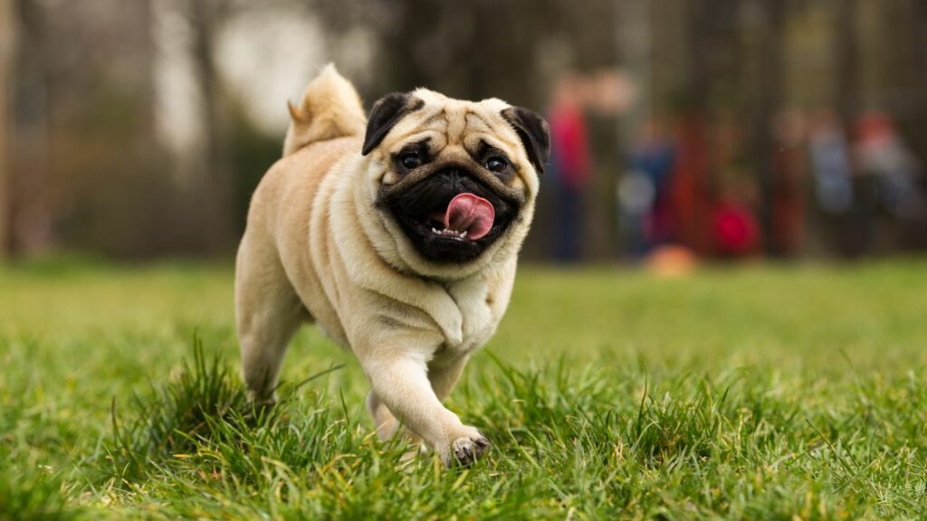 smallest dog breeds