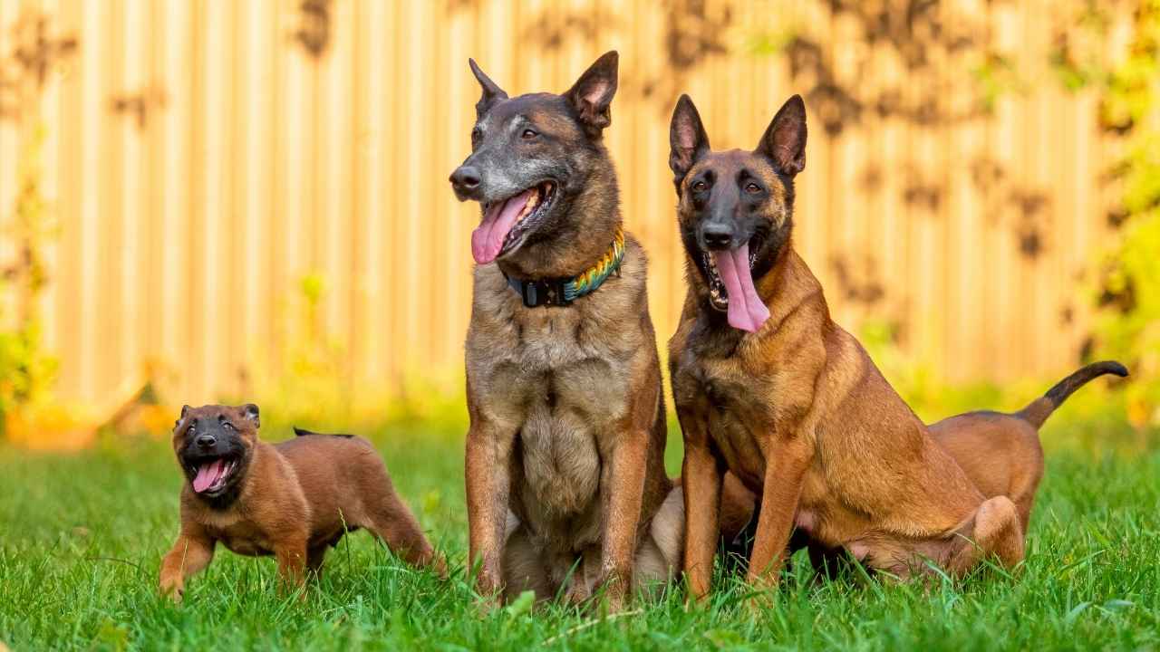 dog belgian malinois