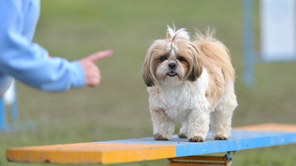 small fluffy dogs