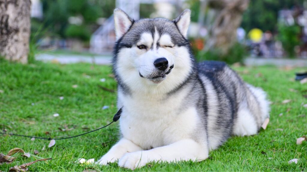 craziest dog in the world
