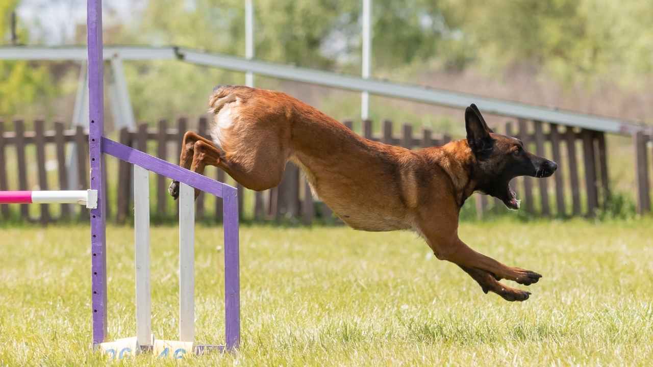 belgian malinois exercise
