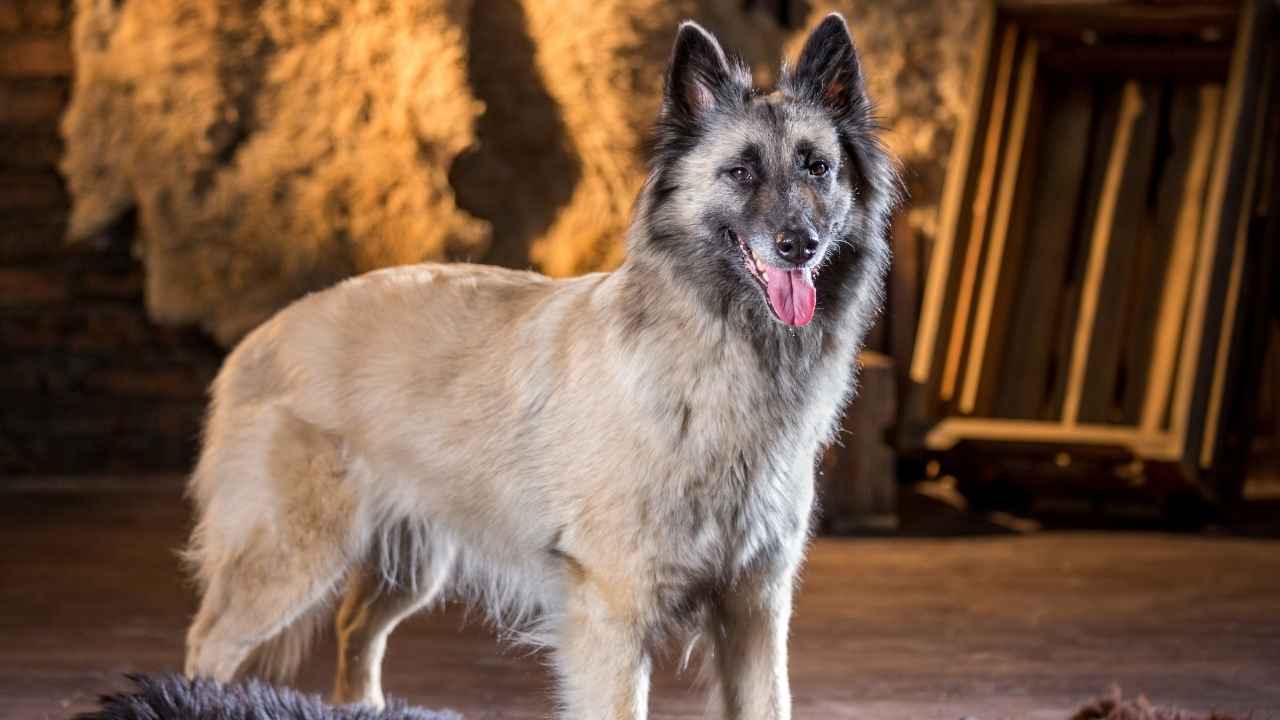 belgian malinois weight