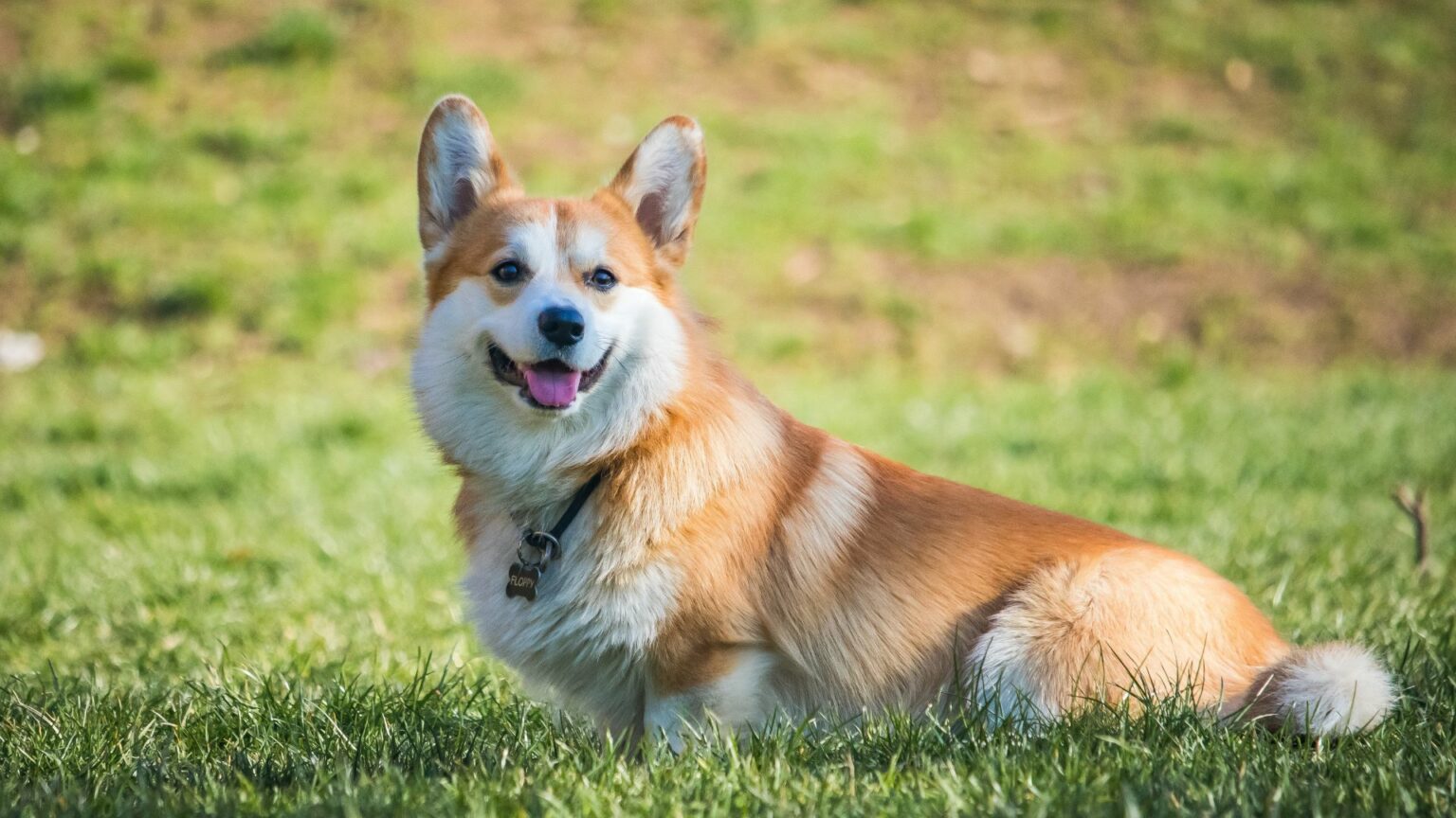 7 Dog Breeds Similar To
