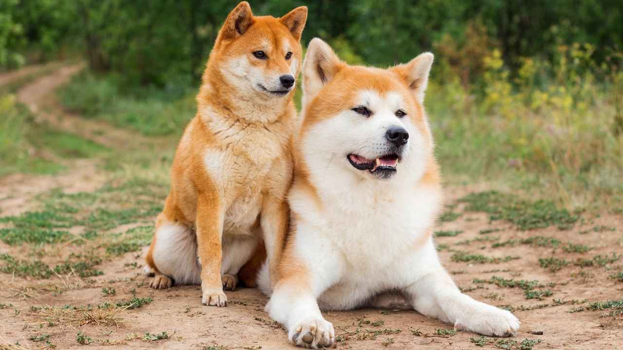 Akita