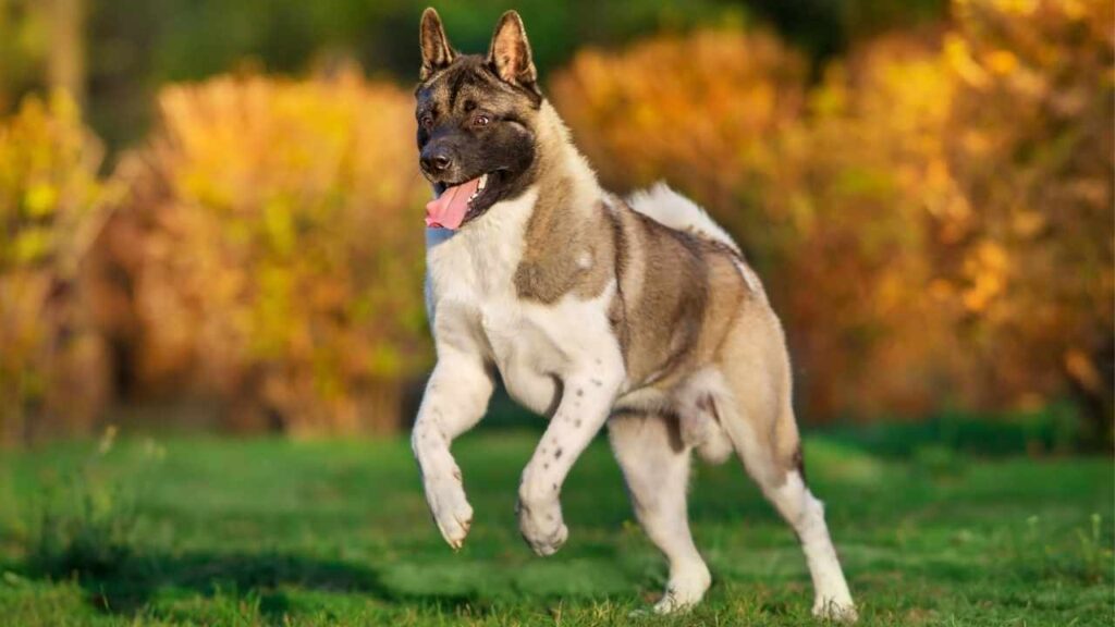 Akita-1-1