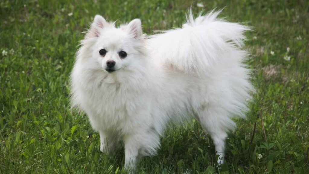 American Eskimo