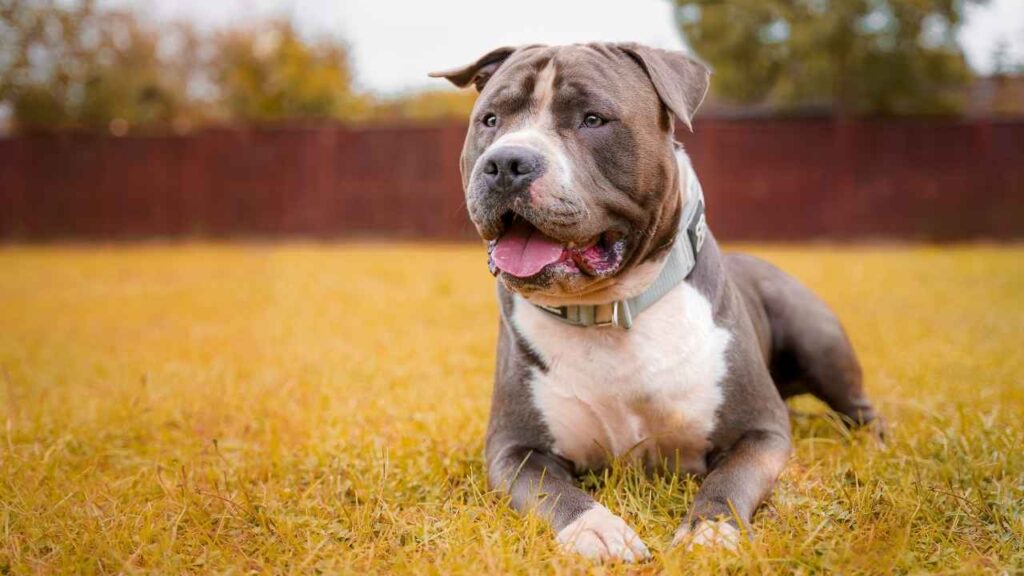 American Dog Breeds