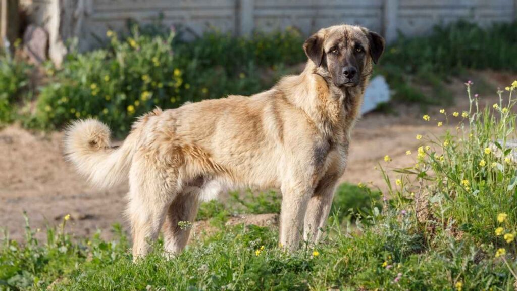Anatolian Shepherd