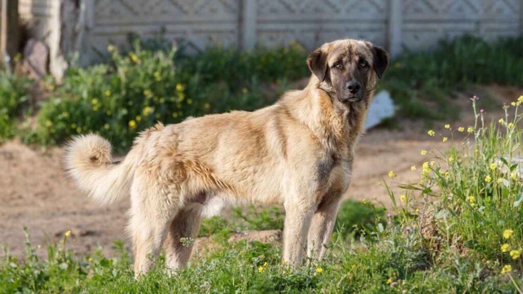 Guard Dogs to Protect Against Bobcats