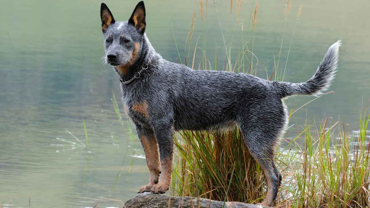 Australian Cattle Dog