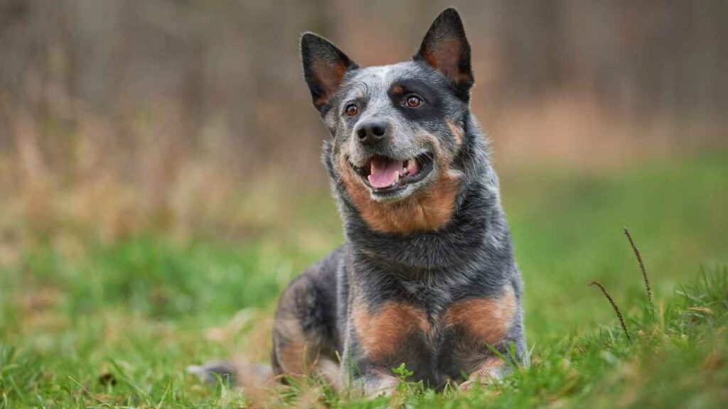 30-40 pound dog breeds
