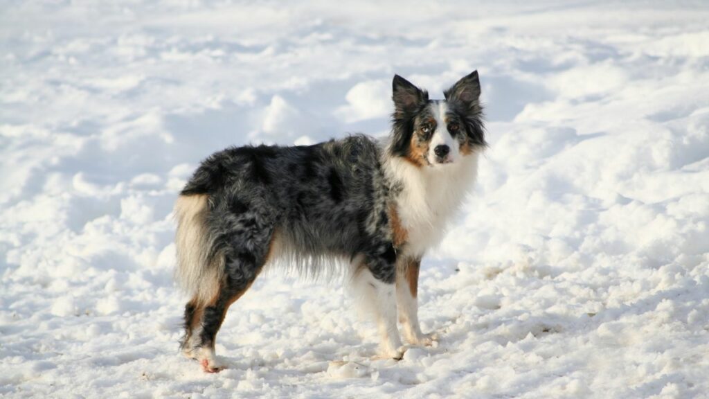 australian shepherd pros and cons
