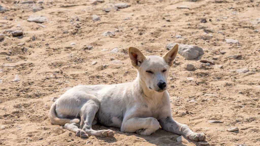 egyptian guard dog