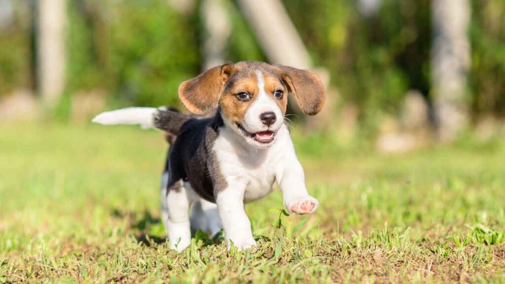 list of small dog breeds