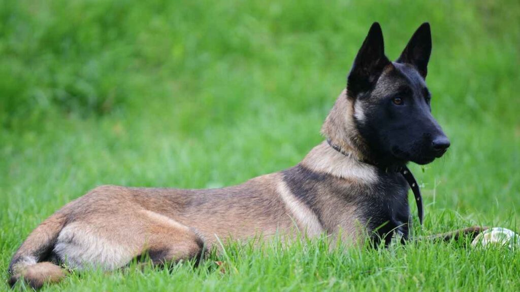 Belgian-Malinois-14