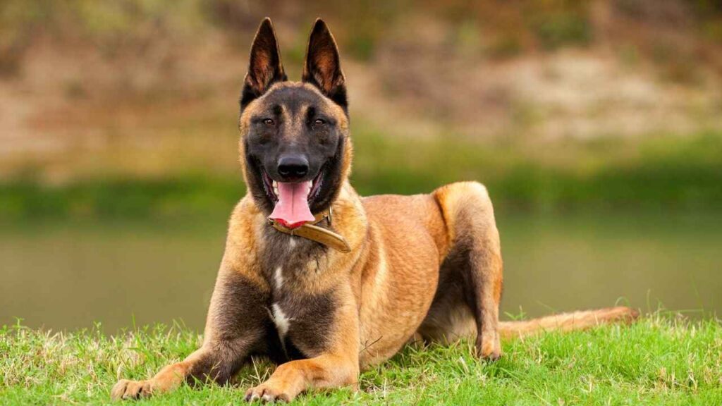 Belgian-Malinois-12