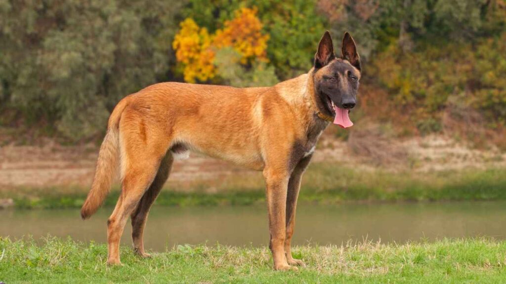 Belgian Malinois