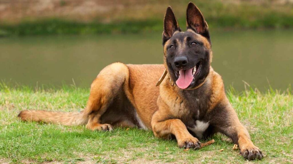 Belgian-Malinois-5