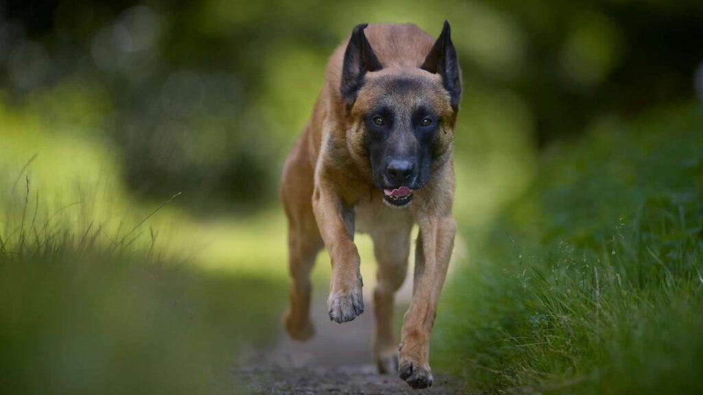 baddest dogs in the world