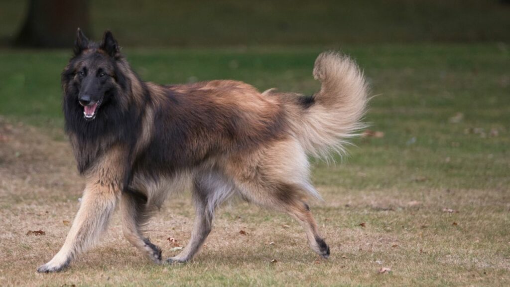 cuddliest dog breeds