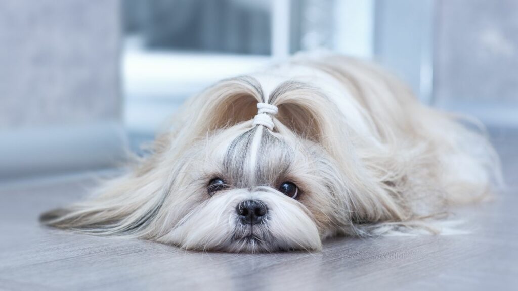 low energy dog breeds