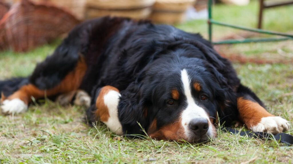 what is the laziest dog breed