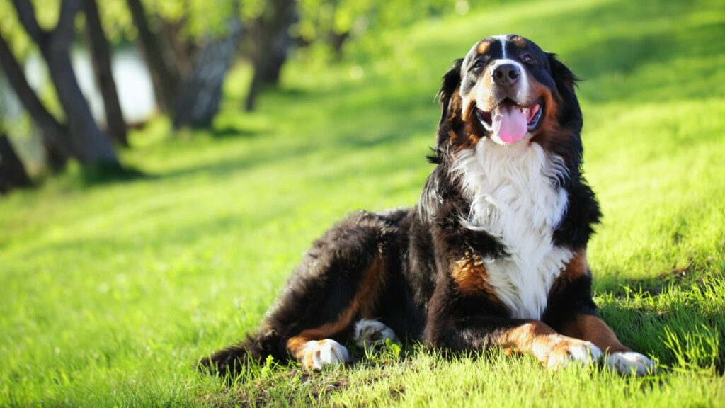 best dogs for cuddling
