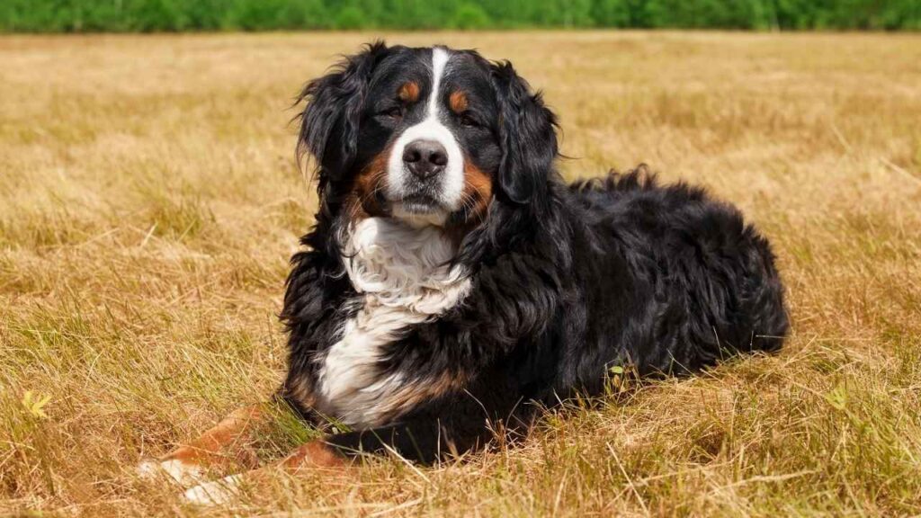 Bernese-Mountain-Dog-1-1