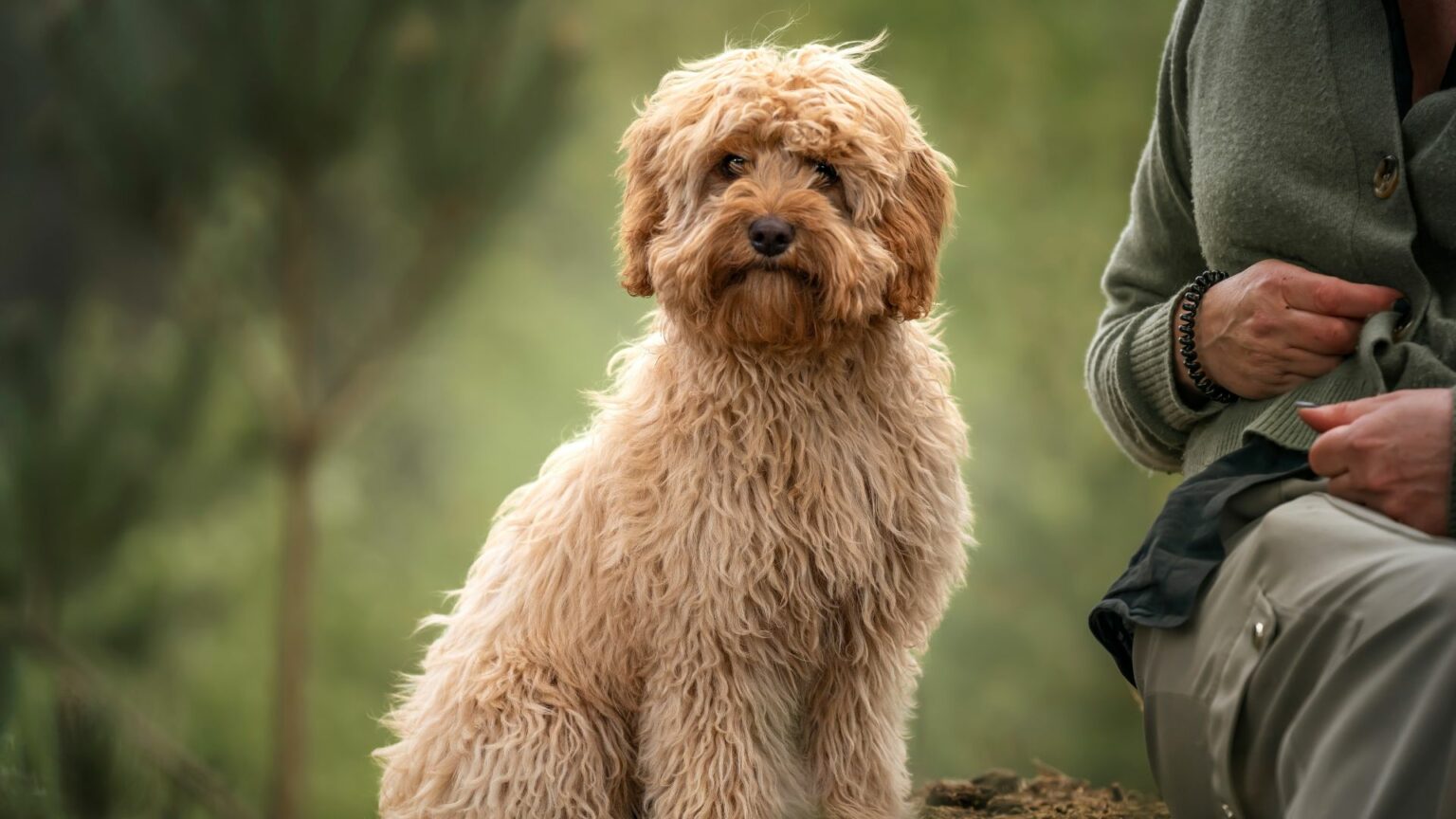 9 Best Dog Breeds Under 50 Lbs For Any Home