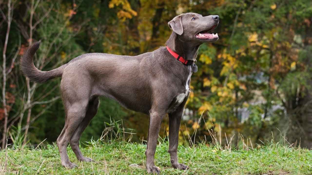 Blue Lacy