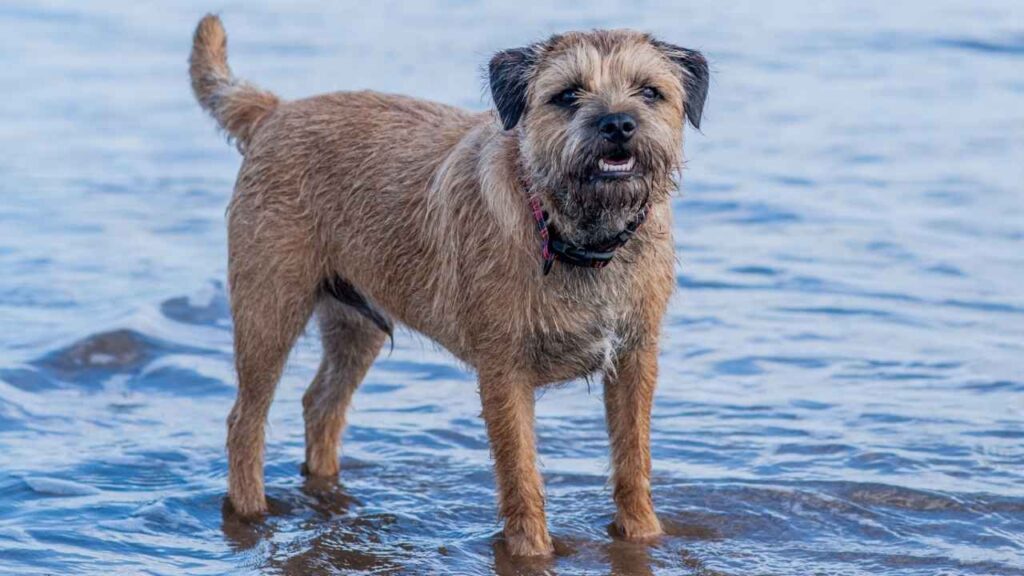 miniature dogs breeds