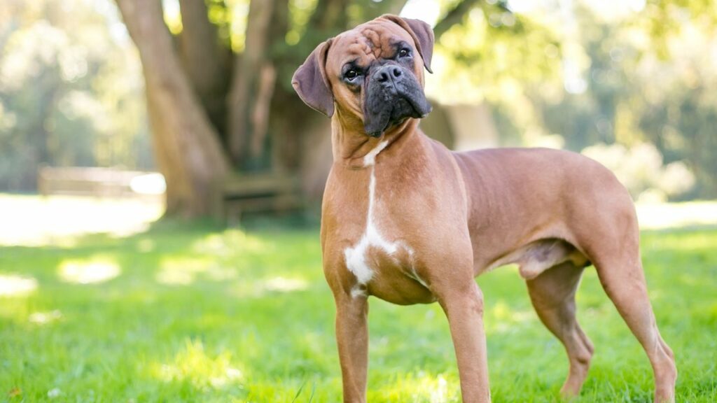 7 Dog Breeds With The Most Food Sensitivities