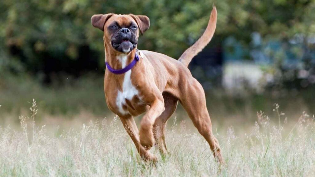 best protective dog for single female