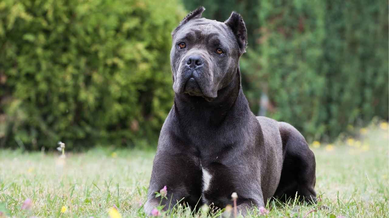 Cane Corso
