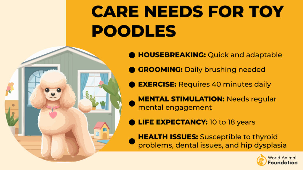 Care Needs for Toy Poodles