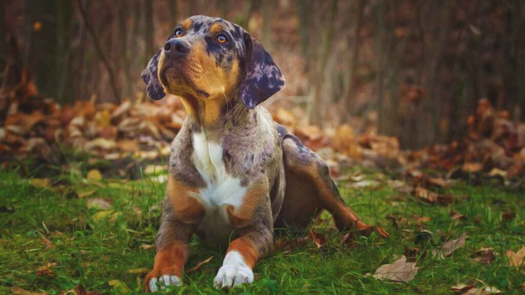 best guard dog breed in american