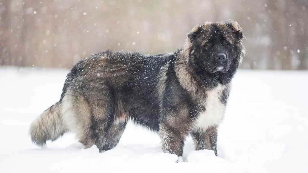 Caucasian Shepherd