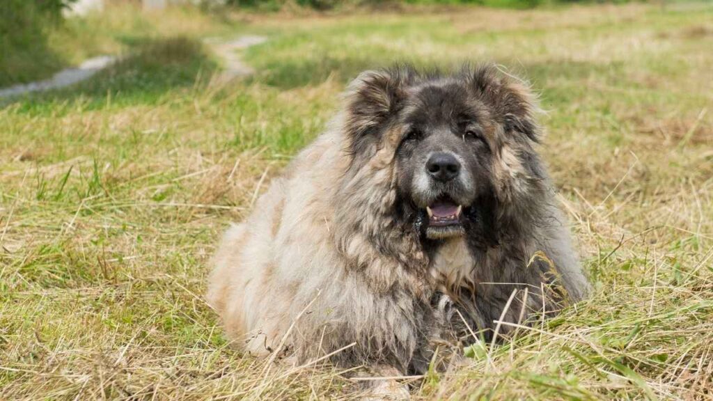 big guard dogs